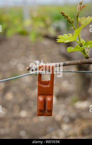 Chateau du Tertre dans la région de l'ARSAC Gironde, France. Un Grand Cru Classe Margaux producteur de vin. Une phéromone tag pour décourager les papillons de raisin. Banque D'Images