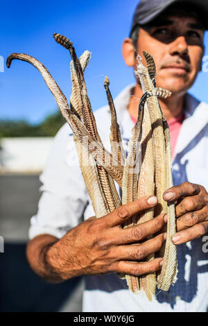 Un homme montre plusieurs Peaux, cuirs, squelettes et organes de crotale qu'il vend dans Caborca Pitiquito Peñaco, et Porto, ils sont utilisés pour faire rat Banque D'Images