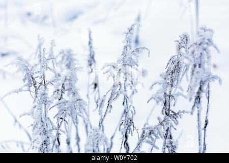 L'herbe sèche d'hiver gelé à la lumière du jour nuageux avec focus sélectif. Banque D'Images