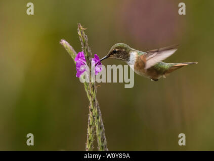 Volcano Hummingbird Banque D'Images