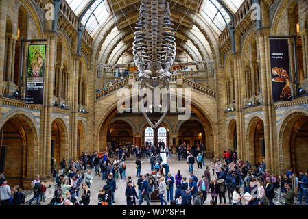 L'intérieur du Musée d'Histoire Naturelle et squelette de baleine et à Londres, Royaume-Uni Banque D'Images