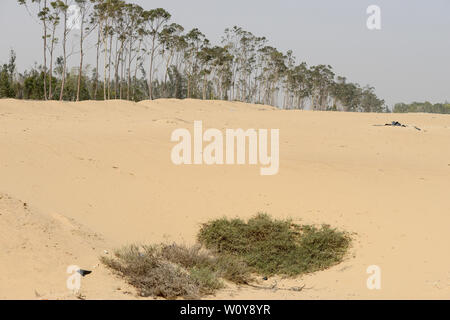 L'EGYPTE, Ismallia , Sarapium forêt dans le désert, les arbres sont irrigués par des eaux usées traitées l'eau d'Ismaïlia / AEGYPTEN, Sarapium Forstprojekt à Ismaïlia, der Wueste, die Baeume werden mit Abwasser geklaertem bewaessert der Stadt Ismalia Banque D'Images