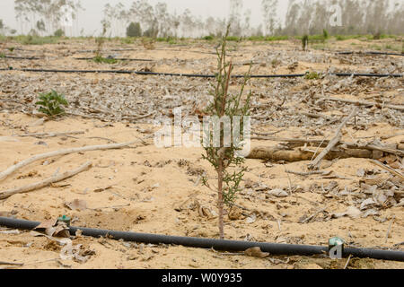 L'EGYPTE, Ismallia , Sarapium forêt dans le désert, les arbres sont irrigués par des eaux usées traitées l'eau d'Ismaïlia, nouvelle plantation de cyprès avec l'irrigation goutte-à-goutte Banque D'Images