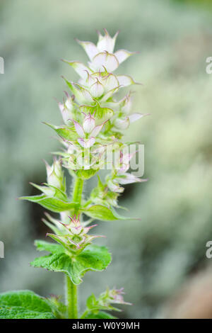 La Sauge sclarée (Salvia sclarea) Médicinales plante utilisée dans l'industrie cosmétique et pharmaceutique. Banque D'Images