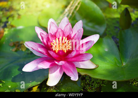 Red Water Lily (Nymphaea alba f. rosea) dans un lac. La fleur rouge est une variété de nénuphar blanc (Nymphaea alba). Banque D'Images