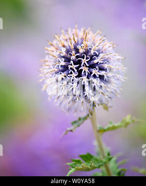 Chardon echinops violet fleur avec selective focus Banque D'Images