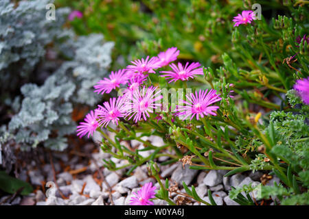 Delosperma cooperi fleurs du jardin Banque D'Images