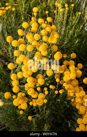 Santolina chamaecyparissus, traditionnelle des plantes médicinales sauvages aux fleurs jaunes Banque D'Images