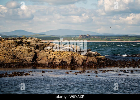 Royaume-uni, Iles Farne, Juin 2019 : les phoques gris se prélassent sur les rochers, à Farne, Bamburgh Castle dans la distance Banque D'Images