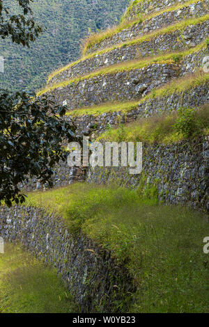 Sentier des Incas, jour 3, Alto Mayo Pacay via Abra de Runku Racay col et ruines, ruines de Sayacmarca, Puyupatamarca Winay Wayna ruines et terrasses et campsit Banque D'Images