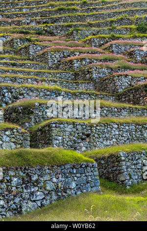 Sentier des Incas, jour 3, Alto Mayo Pacay via Abra de Runku Racay col et ruines, ruines de Sayacmarca, Puyupatamarca Winay Wayna ruines et terrasses et campsit Banque D'Images