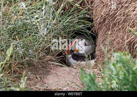 Royaume-uni, Iles Farne, Juin 2019 : Macareux moine se reflète dans son terrier souterrain Banque D'Images