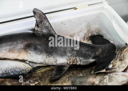 La tête de marteau ou requin-marteau géant est une espèce de requin de la famille des Sphyrnidae carcarriniforme. Vente de fruits de mer, crevettes, percado de th Banque D'Images