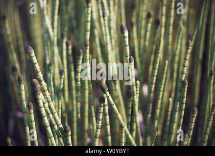 Résumé fond avec l'image de plante des marais vert - choux de plus en plus stagnant en hivernage Prêle l'eau du lac. Banque D'Images