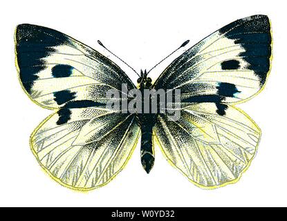 Pieris brassicae femelle, The large White Moth - Color Butterfly Lithograph from 1895 livre, 'les papillons les plus connus d'Europe' par F. Nemos Banque D'Images
