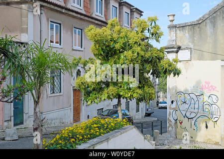 Arbres d'ornement à fleurs jaunes floraison dans un petit jardin à l'extérieur du bâtiment résidentiel aparment Bairro Alto à Lisbonne Portugal Europe KATHY DEWITT Banque D'Images