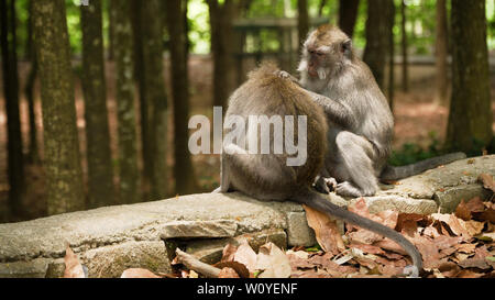 Macaque Monkey dans la forêt tropicale. Des singes dans l'environnement naturel. Bali, Indonésie. Les macaques à longue queue, Macaca fascicularis Banque D'Images