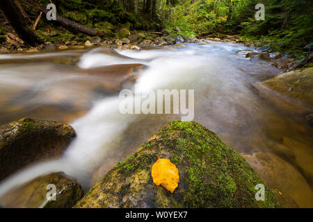 Grâce au débit rapide, vert forêt de montagne sauvage ruisseau avec de l'eau claire comme du cristal et feuilles jaune vif sur big wet de rochers. La faune magnifique l Banque D'Images