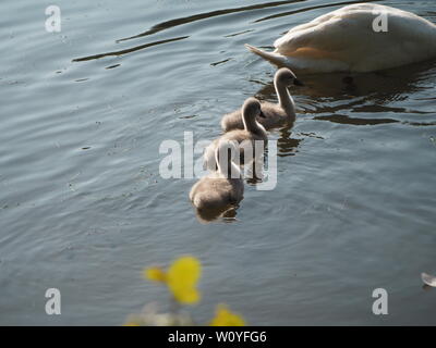 Cygnets trois suivre la mère cygne sur l'eau. Banque D'Images