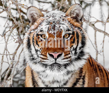 Le tigre est le plus grand des félins et peut être à 11 ft et jusqu'à 670 livres. Il s'agit d'un sibérien est la plus grande des félins. Banque D'Images