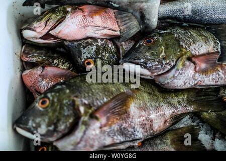 Vente de crevettes, percado, fruits de mer de la mer. La nourriture de la mer. marché destination touristique de Puerto Peñasco, Sonora, Mexique .. (Photo : Luis Gutierrez /NortePhoto.com) percado, Venta de camaron, mariscos de la pesca del dia.comida. mar del mercado del destino turistico Puerto Peñasco, Sonora, Mexique.. Banque D'Images