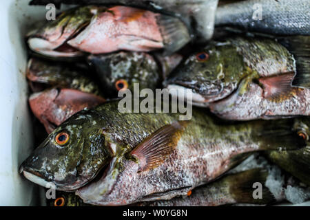 Vente de crevettes, percado, fruits de mer de la mer. La nourriture de la mer. marché destination touristique de Puerto Peñasco, Sonora, Mexique .. (Photo : Luis Gutierrez /NortePhoto.com) percado, Venta de camaron, mariscos de la pesca del dia.comida. mar del mercado del destino turistico Puerto Peñasco, Sonora, Mexique.. Banque D'Images