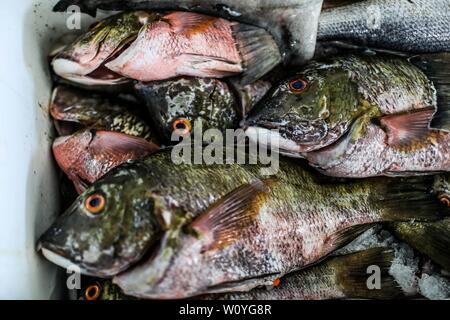 Vente de crevettes, percado, fruits de mer de la mer. La nourriture de la mer. marché destination touristique de Puerto Peñasco, Sonora, Mexique .. (Photo : Luis Gutierrez /NortePhoto.com) percado, Venta de camaron, mariscos de la pesca del dia.comida. mar del mercado del destino turistico Puerto Peñasco, Sonora, Mexique.. Banque D'Images