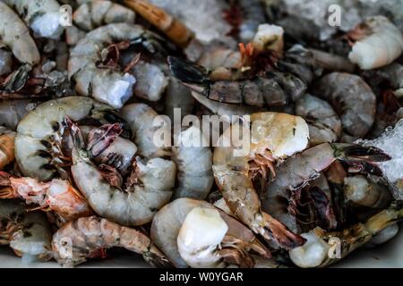 Vente de crevettes, percado, fruits de mer de la mer. La nourriture de la mer. marché destination touristique de Puerto Peñasco, Sonora, Mexique .. (Photo : Luis Gutierrez /NortePhoto.com) percado, Venta de camaron, mariscos de la pesca del dia.comida. mar del mercado del destino turistico Puerto Peñasco, Sonora, Mexique.. Banque D'Images