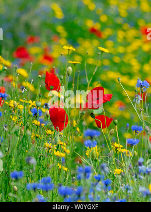 Glebionis segetum Corn Marigold, Centaurea cyanus Bleuet, et Papaver rhoeas Coquelicot dans hay meadow Banque D'Images