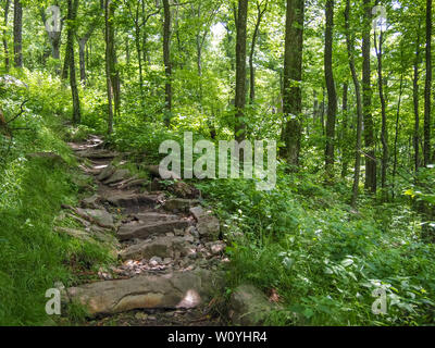 Appalachain Trail, à l'approche du sommet des montagnes de Springer dans les montagnes Blue Ridge, Georgia, USA. Banque D'Images
