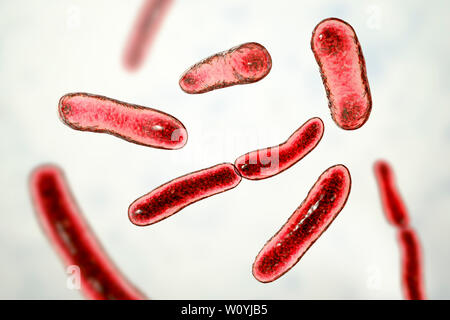 Fecalibacterium bactéries prausnitzii, illustration Banque D'Images