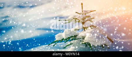 Les jeunes offres sapin avec les aiguilles vertes couvertes de neige profonde et de la gelée blanche et de grands flocons sur l'espace de copie couleur bleu flou l'arrière-plan. Banque D'Images
