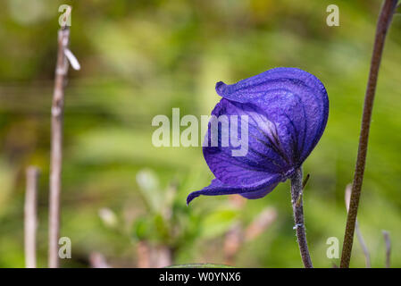 Monkshood flower près d'une rivière en Alaska. Banque D'Images