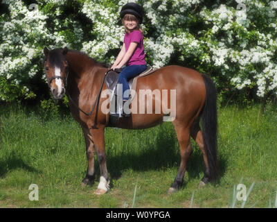 Une jeune filles accomplit sur une baie Welsh Pony. Banque D'Images