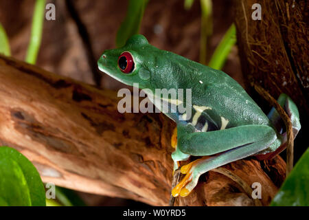 Belle femelle grenouille aux yeux rouges Banque D'Images