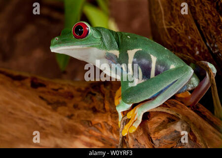 Belle femelle grenouille aux yeux rouges Banque D'Images