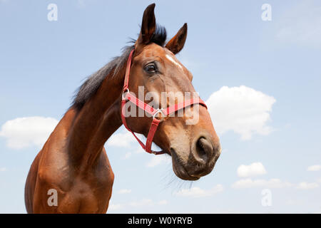 Portrait de cheval sur le fond de ciel bleu Banque D'Images