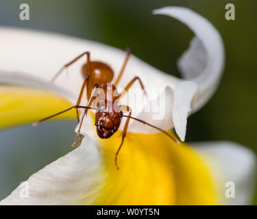 Grand brown ant, Camponotus, escalade sur fleur Banque D'Images