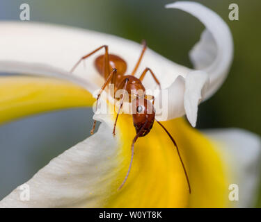 Grand brown ant, Camponotus, escalade sur fleur Banque D'Images