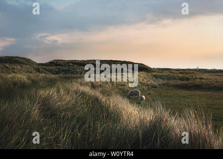 Un paysage idyllique avec un mouton et deux agneaux pâturage sur les dunes avec de hautes herbes et de mousse verte de l'île de Sylt, en Allemagne, dans la lumière du matin. Banque D'Images