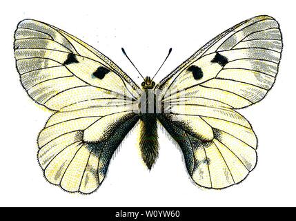 Parnassius mnemosyne, le papillon opacifié Apollo - papillon couleur / lithographie de 1895 livre, 'les papillons les plus connus d'Europe' par F. Nemos Banque D'Images