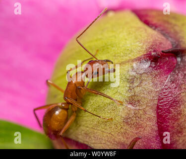 Grand brown ant, Camponotus, escalade sur fleur Banque D'Images