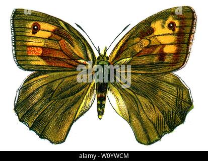 Maniola jurtina femelle, The Meadow Brown Butterfly - Color Butterfly / Moth Lithograph from 1895 livre, «les papillons les plus connus d'Europe» par F. Nemos Banque D'Images