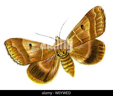 Minucia lunaris - The Lunar double-Stripe Moth - Color Butterfly / Moth Lithograph from 1895 livre, 'Europe's Best-Known Butterflies' par F. Nemos Banque D'Images