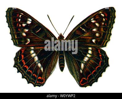 Limenitis populi mâle, le papillon Admiral Poplar - papillon couleur / lithographie de papillon de 1895 livre, «les papillons les plus connus d'Europe» par F. Nemos Banque D'Images