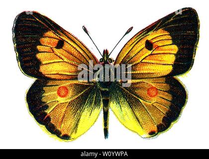 Colias edusa mâle (Colias edusa) The Clouded Yellow Butterfly - Color Butterfly Lithograph from 1895 livre Europe’s Best-Known Butterflies' de F. Nemos Banque D'Images