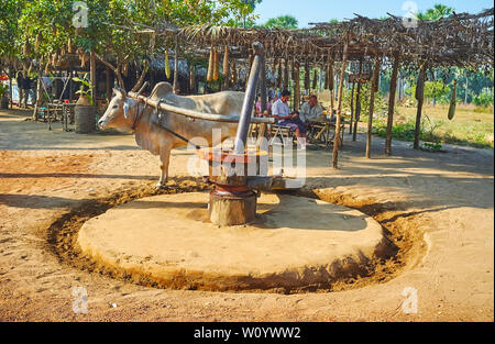 BAGAN, MYANMAR - 26 février 2018 : Visite des terres agricoles traditionnelles et d'explorer la production locale de boissons d'alcool de palme et d'huile d'arachide, par zébu Banque D'Images