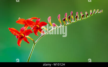 Crocosmia fleur, également appelée montbretia, dans un jardin en Virginie Banque D'Images