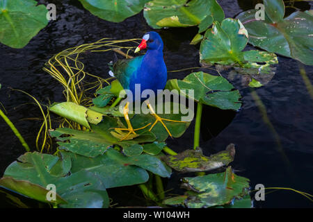 Purple Gallinule sur nénuphars dans le parc national des Everglades, Florida, USA Banque D'Images