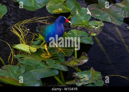 Purple Gallinule sur nénuphars dans le parc national des Everglades, Florida, USA Banque D'Images